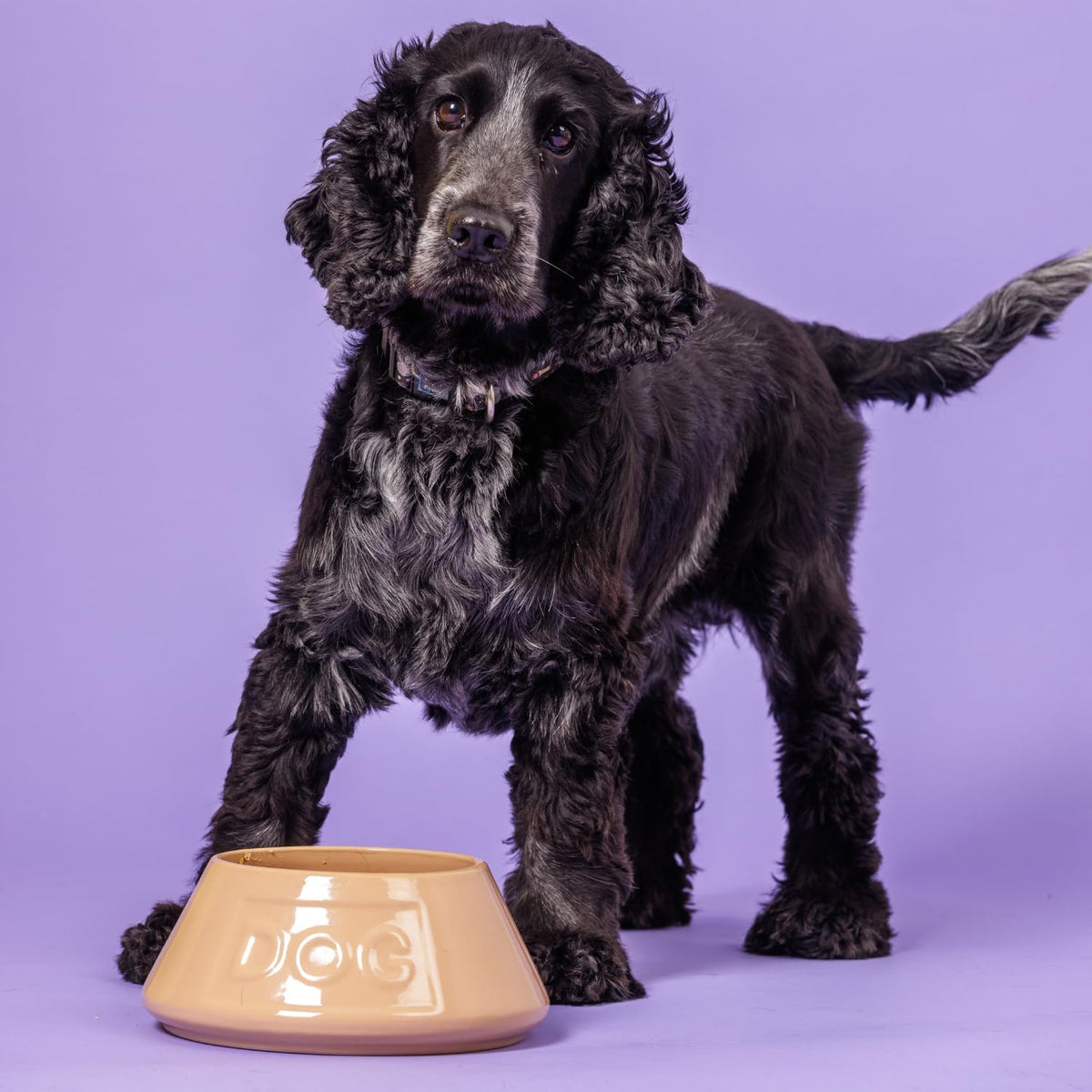 Cane Non Tip Dog Bowl 21 Cm Ceramic Dog Feeding Bowl for Food & Water, Non Slip & anti Spill Pet Bowl, Dishwasher & Freezer Safe