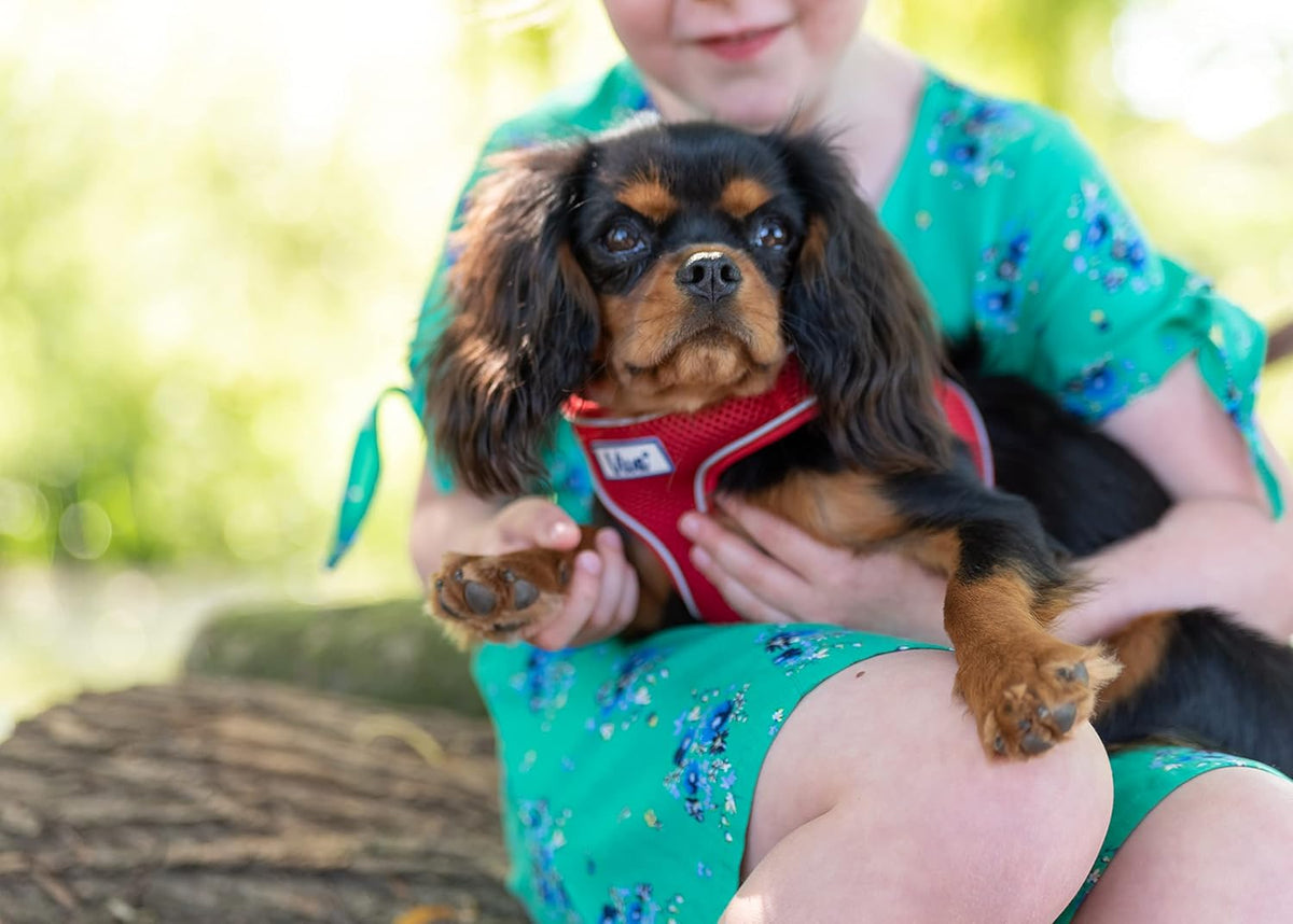 Simply Comfortable Padded Breathable Mesh Red Dog Harness Pet Training Accessory 44-57 Cm, Medium