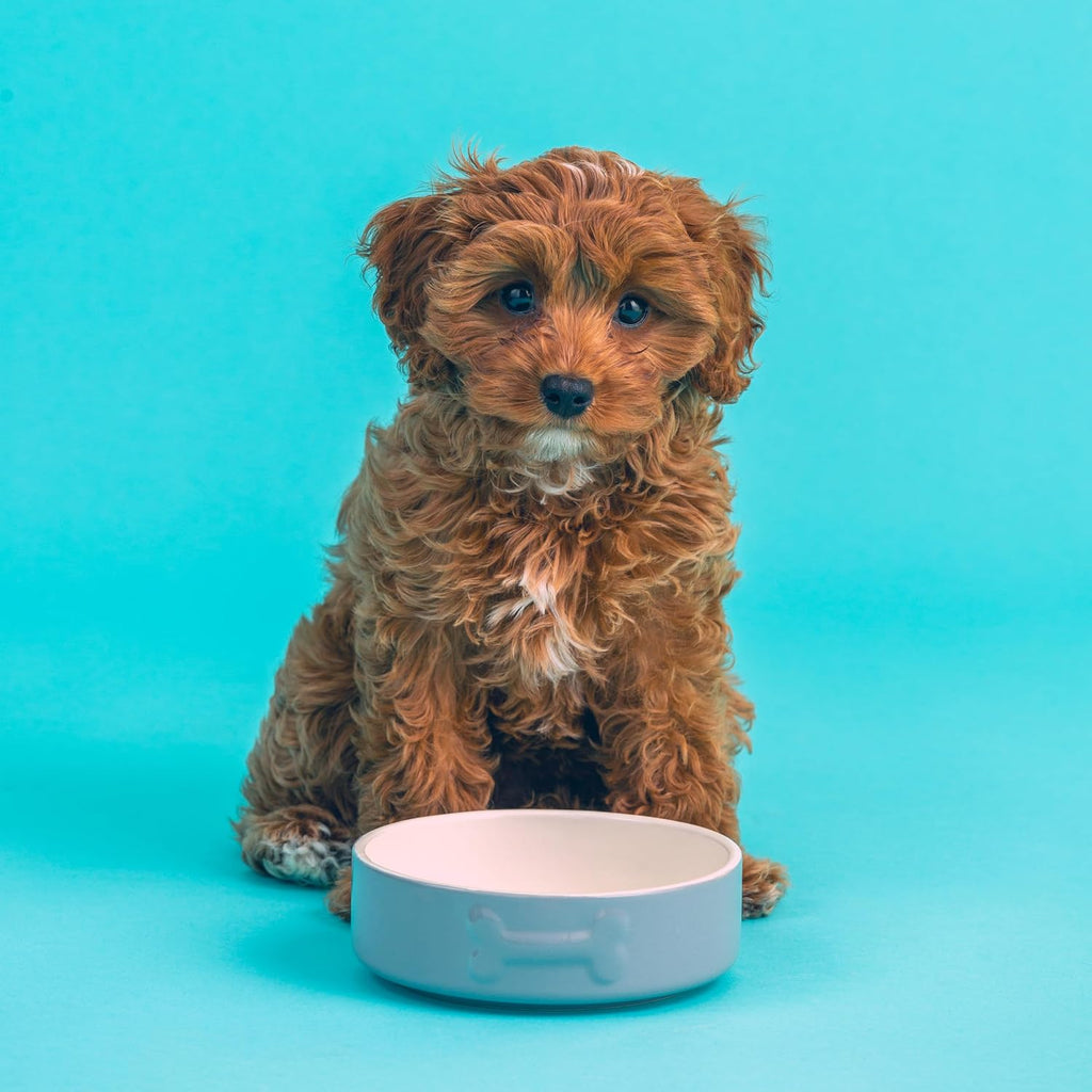 Colour Mix Grey Dog Bowl 15Cm |500Cml Capacity |Stoneware Pet Bowl for Food & Water | Dishwasher, Freezer & Microwave Safe