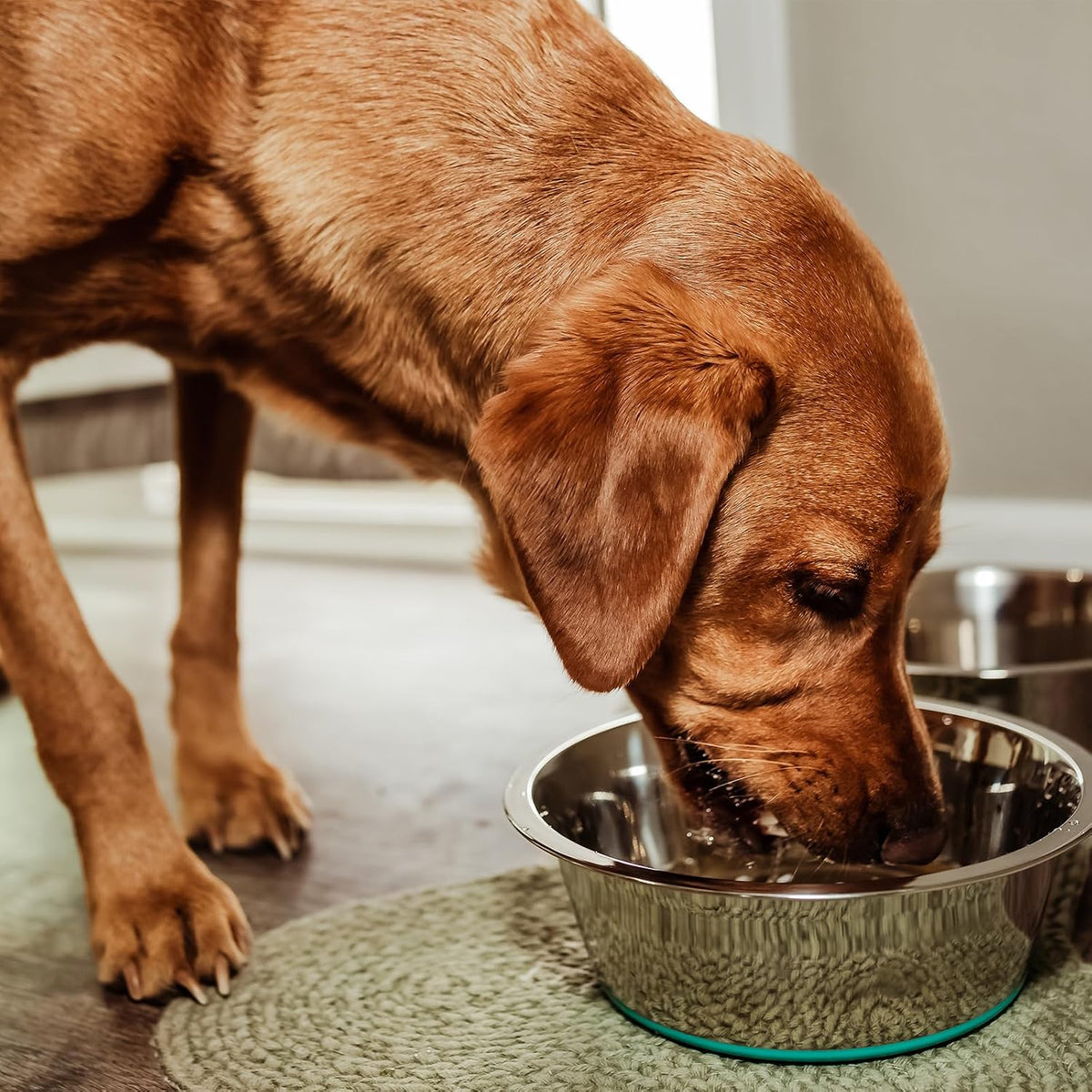 Deep Stainless Steel Dog Bowls, 1,920 Ml, 2-Pack, Nonslip Base