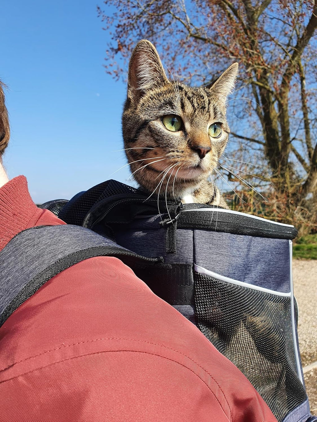 Cat Backpack Dog Backpack for Cats and Small Dogs 7 Kg, Foldable Pet Backpack with Inner Safety Lead and Shell