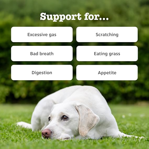Zesty Paws Probiotic Chews for Dogs – Daily Digestive & Gut Support Supplement, 90 Chews
