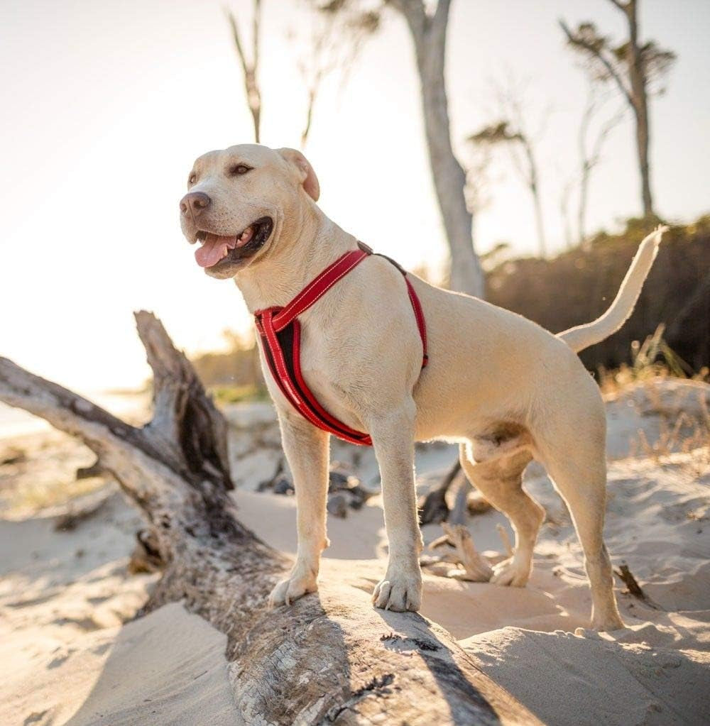Adjustable Chest Plate Harness - Step-In, No Pull Dog Harness, XX Small to XX Large Dogs - Reflective, Durable Soft Webbing, K9 Travel Vest with Car Restraint - Ideal for Active Pets - Orange
