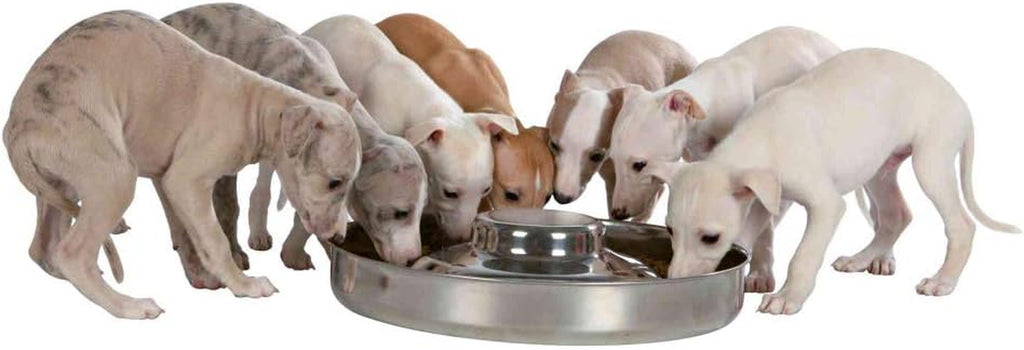 Puppy Stainless Steel Bowl, 29 Cm Dia