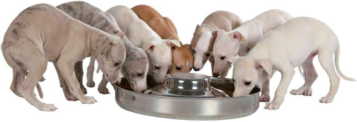 Puppy Stainless Steel Bowl, 29 Cm Dia