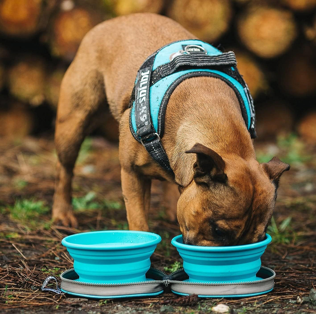 Collapsible Dog Bowls with Travel Case 2 Pack