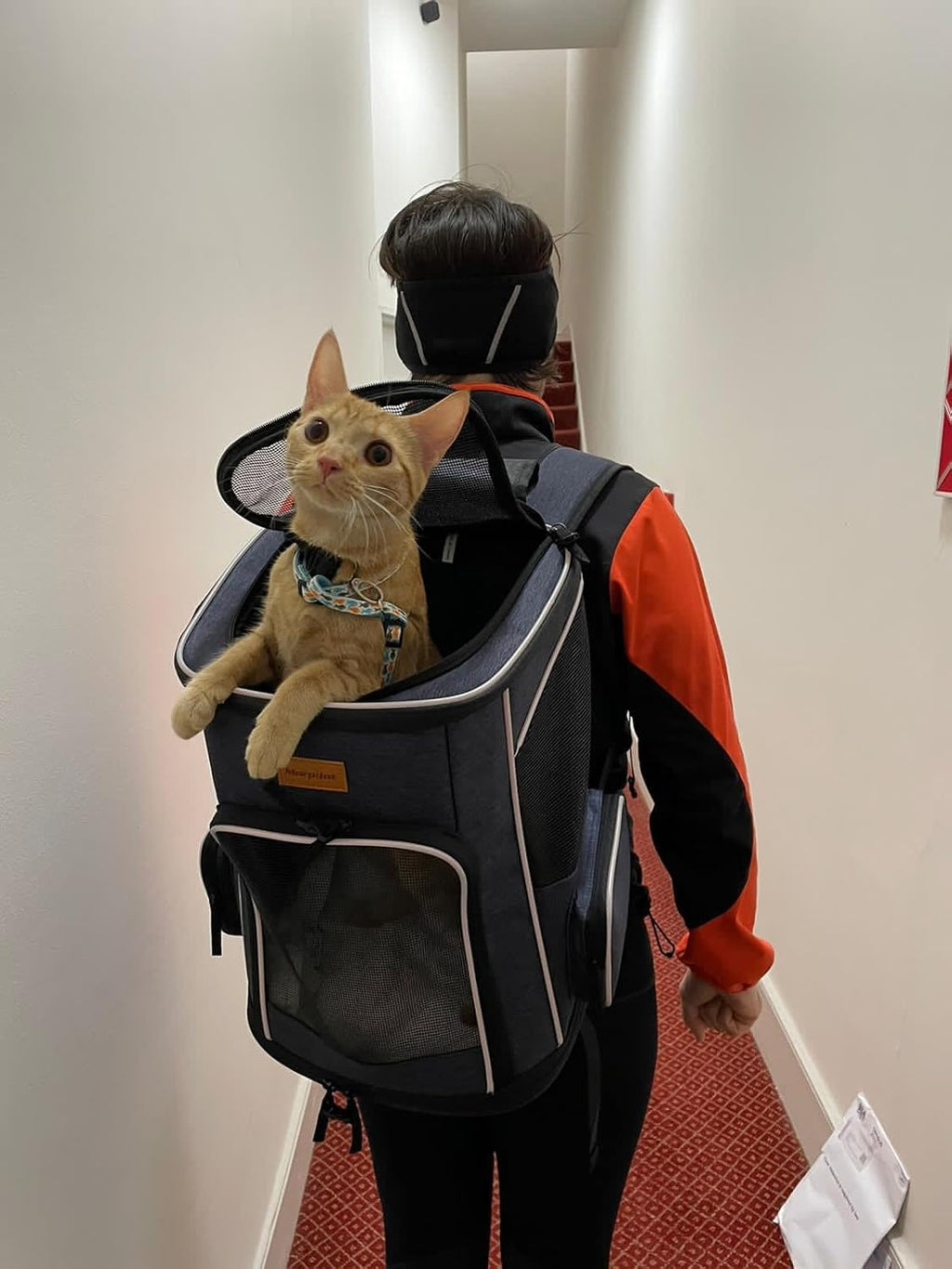 Cat Backpack Dog Backpack for Cats and Small Dogs 7 Kg, Foldable Pet Backpack with Inner Safety Lead and Shell