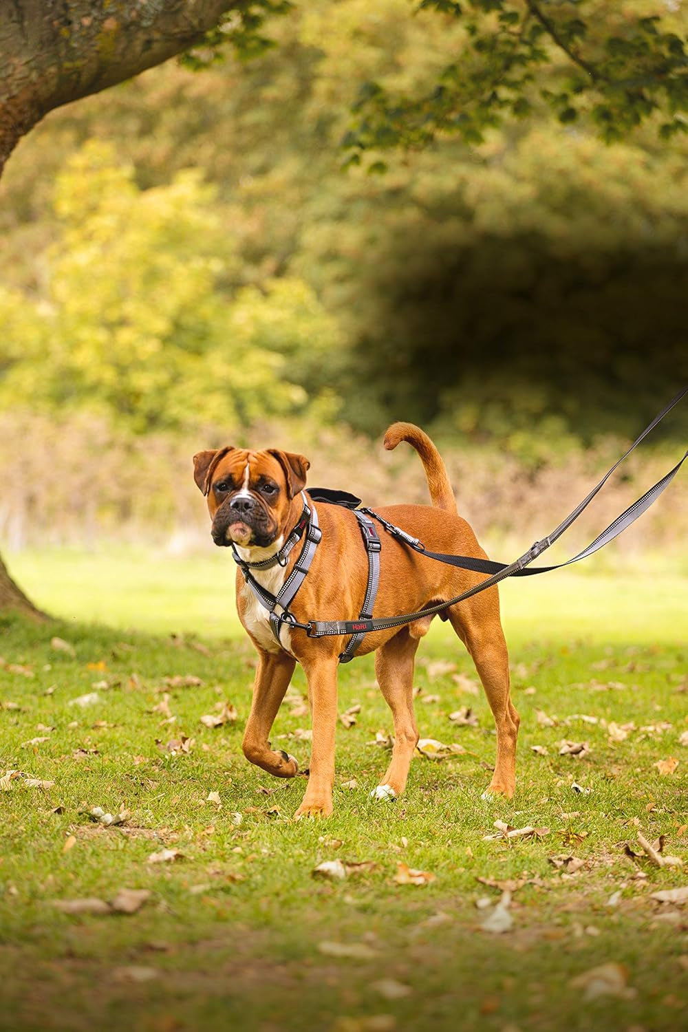 Double-Ended Lead for Dogs | Size Small, Purple, 2M