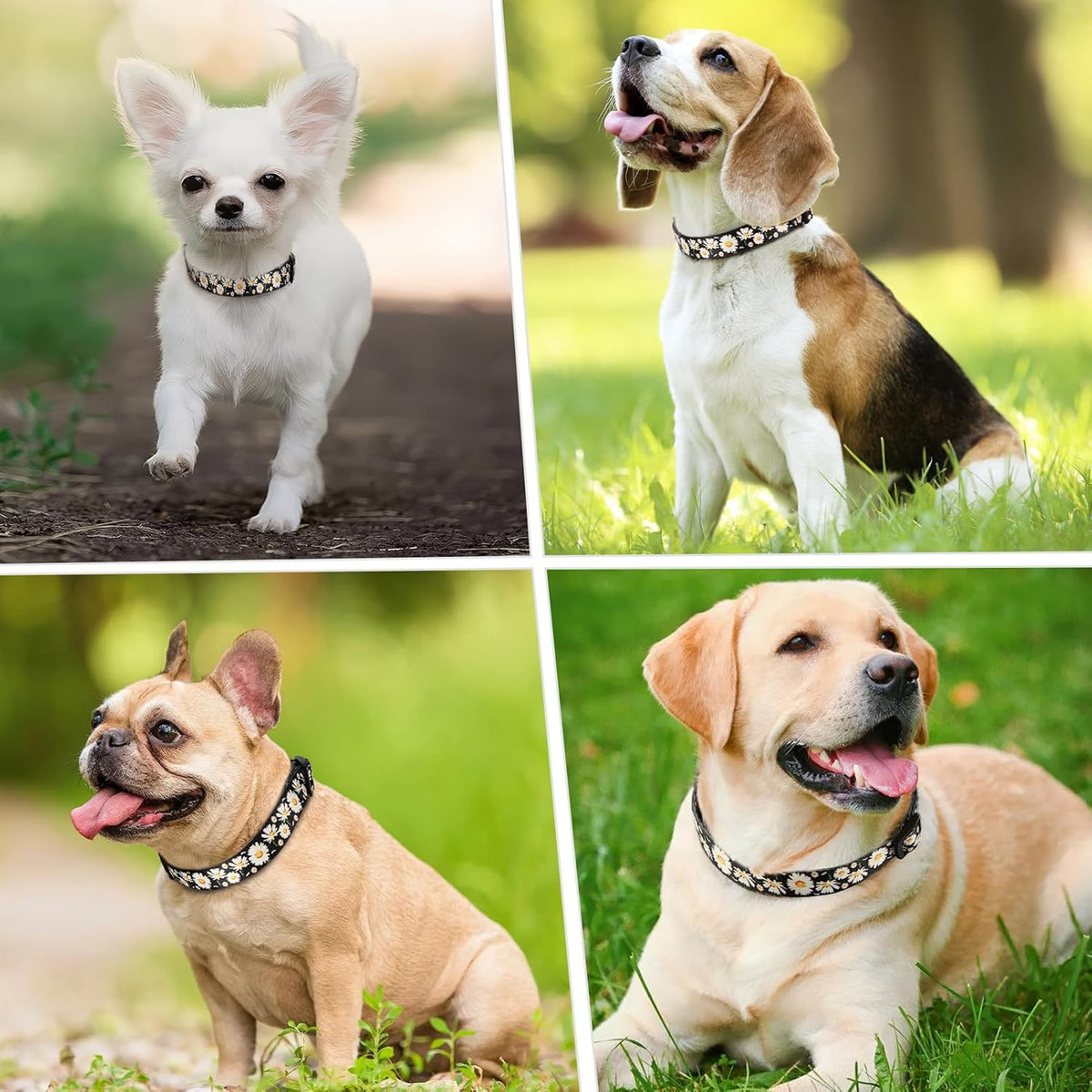 Dog Collar Small Dog Collar Multi-Colour Patterned Soft Comfy Dog Pet Collars Easy Adjustable Collar for Small Dogs Indoor Outdoor Activities, Daisy Black, S
